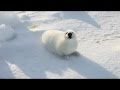 Michael McDade Seal Shepherd - Baby Harp Seal Look For Mother