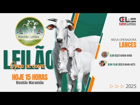 Canalleiloes.com | LEILÃO GADO DE CORTE RIACHÃO LEILÕES | RIACHÃO-MA - 18/11/2025