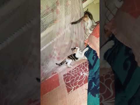 Funny Kitty's Doing Funny things 🤣🤣🤣🤣🤣🤣