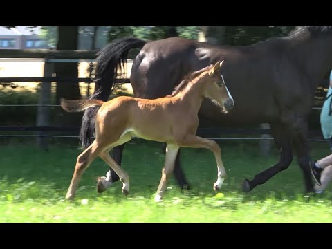 *2020 Stute von For the Future - Quidam de Revel SOLD!!!