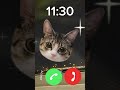 Hello Cat Sounds Good Ringtone