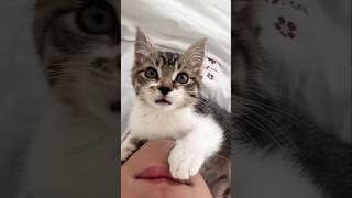 #cat #cute #catvideo #cutecat #funnyvideo #pets