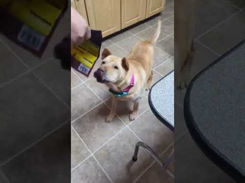 GERTIE, an adoptable Shar-Pei in Cameron, NC_image-1