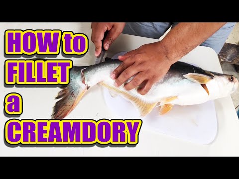 YouTube video about: What is cream dory fish in tagalog?
