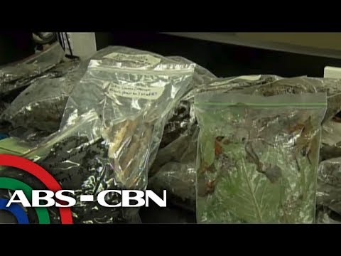 Bandila: Ilang halaman, nakakaadik, ayon sa PDEA