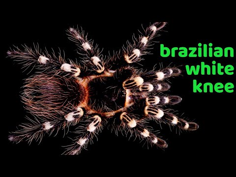 download lagu mp3 mp4 Brazilian White Knee, download lagu Brazilian White Knee gratis, unduh video klip Brazilian White Knee
