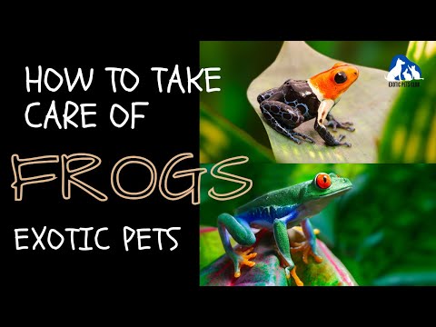 How to Take Care of Frogs A Beginners Guide