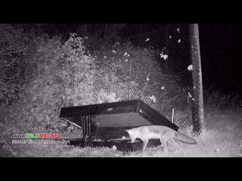 Fuchs an Dose Rößler Kofferfalle