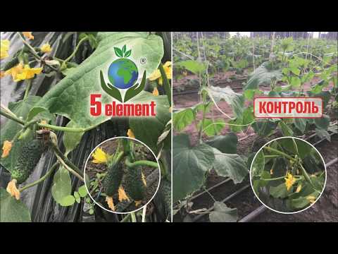 Тепличные опыты на огурцах март 2018