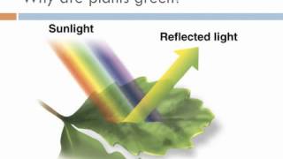 Biology 1, Lecture 11: Photosynthesis