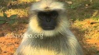 Hanuman Langur at Gir sanctuary 