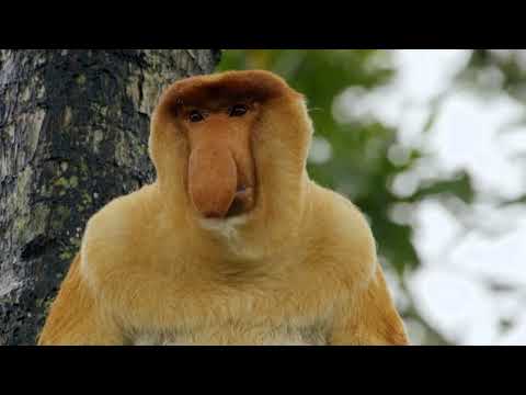image-What is a proboscis monkey called? 