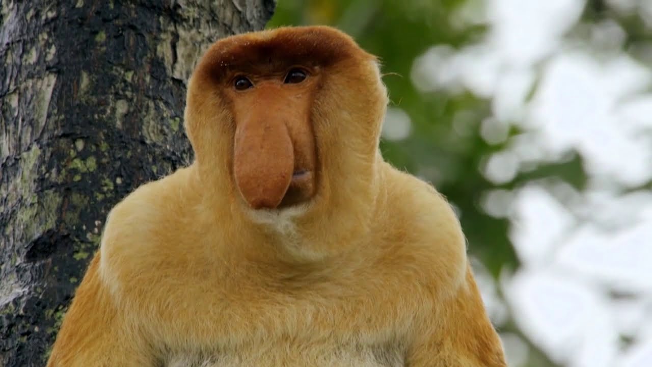Meet the Proboscis Monkey | Earth Odyssey