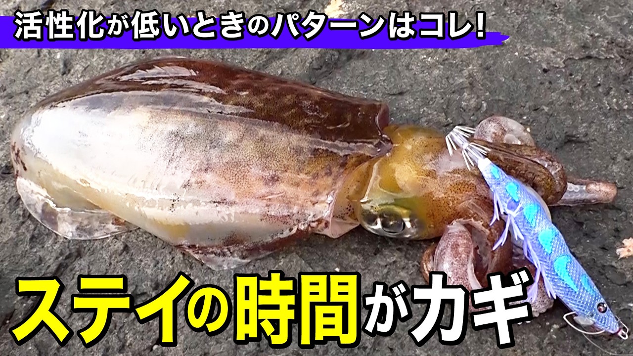 【春に使える】エギ選択で迷っている人は見てほしい！往年の名作と新色で攻める厳冬期のデイエギング｜ルアルアチャンネル第596回（3/13）