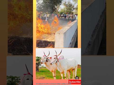 కర్ణాటక రాష్ట్రంలో జరిగే ఈ కార్యక్రమం గురించి మీకు తెలుసా??#cow #cowvideos #viralshort #bull #bulls