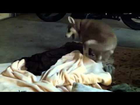 The Secret Life Of Pets - Official Teaser Trailer (HD) - Illumination