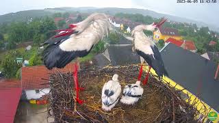 32e day White Storks Hungary