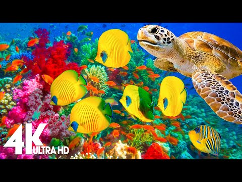 4K Stunning Underwater Wonders of the Red Sea - Colorful Coral Reef Inhabitants (4K VIDEO ULTRA HD)