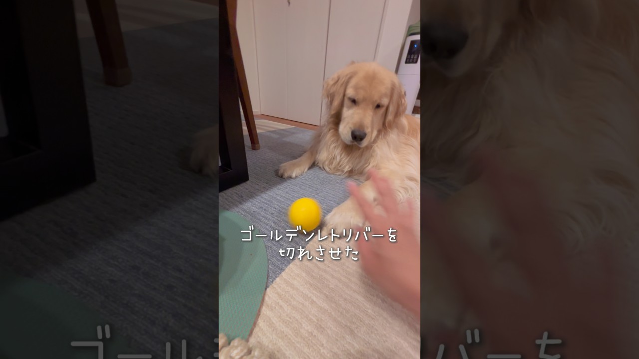 あ、きれた🐶 #ゴールデンレトリバー #元気になる動画 #元気お届け #可愛い #大型犬のいる生活