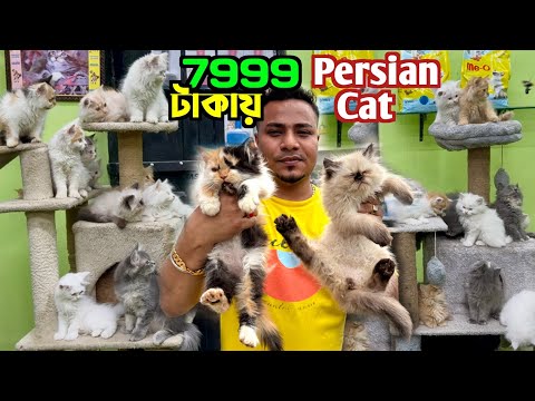 Persian Cat Price in Kolkata. Cat Market in Kolkata. Kolkata Cat Market.