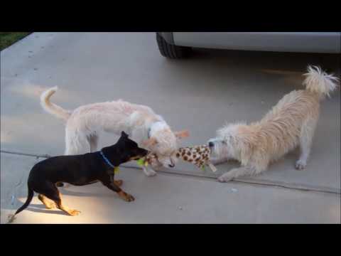 Sidney - See my updated profile, bio, and video!, an adopted Schnauzer & West Highland White Terrier / Westie Mix in Pasadena, CA_image-1