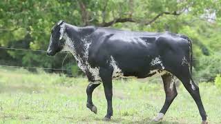 LOTE 13 - BELLI FIV SNOWRUSH BASF (2462-CN)