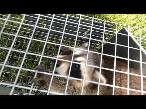 How to clean and cook a RACCOON!!!