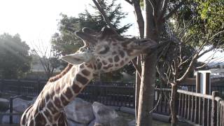 preview picture of video '福山市立動物園　キリン　4/5　動画　Fukuyama City Zoo　2014/12/06'
