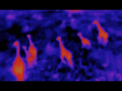 ANAFI Thermal - Wildlife protection