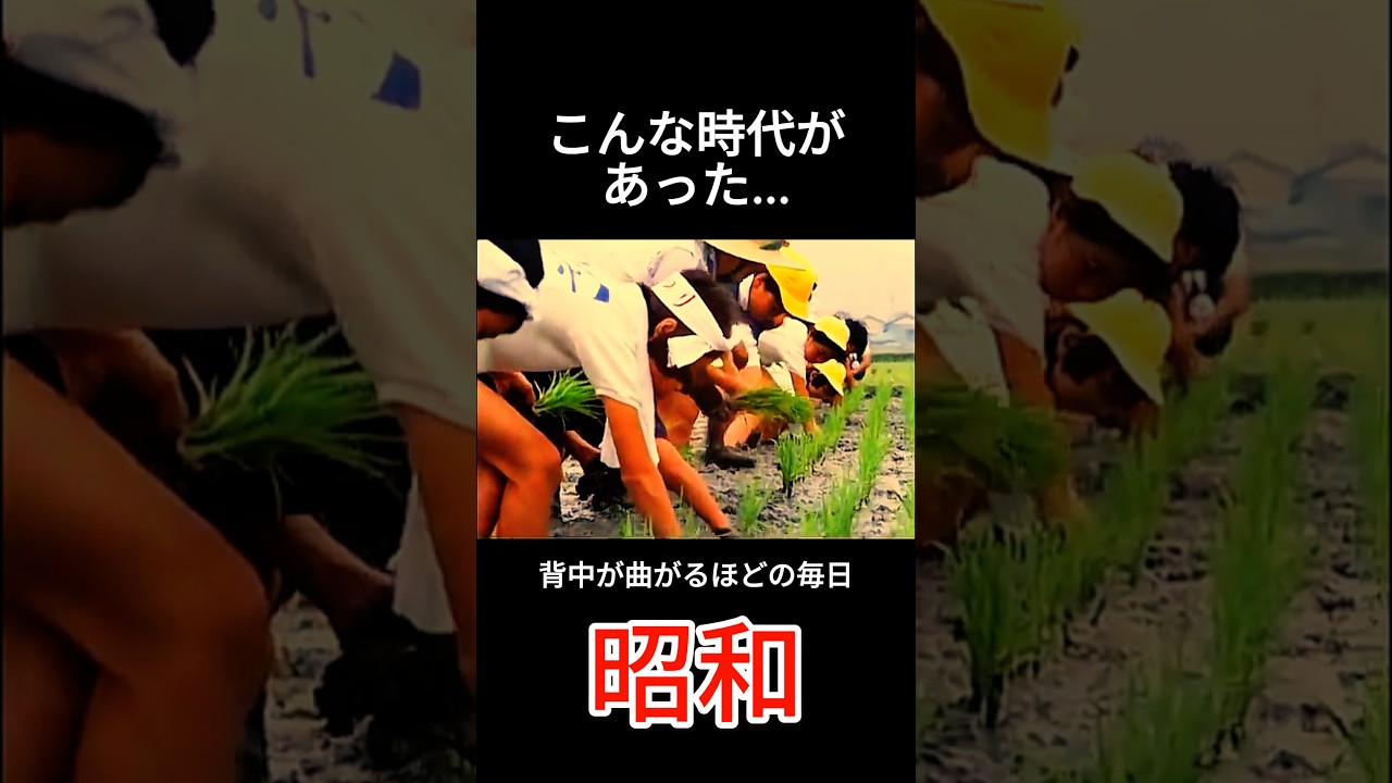 田植え #昭和