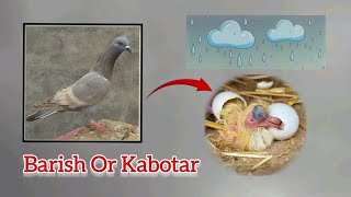 Barish K Bad Kabotar Mosam Enjoy Karte Howe | Kabotar Bazi Video 2025 | Flying Pigeons New Video |