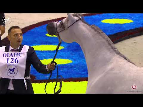 N 126 D MASHJI   Dubai Arabian Horse Show 2020   Colts 3 Years Old Class 11
