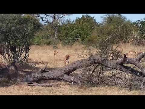 Djuma: Impalas-with some males sparring - 10:35 - 05/30/21