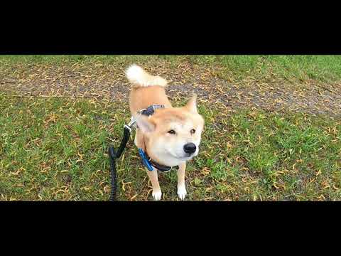 Mit Yoshi on Tour - Gundelfinger Trimmpfadrunde