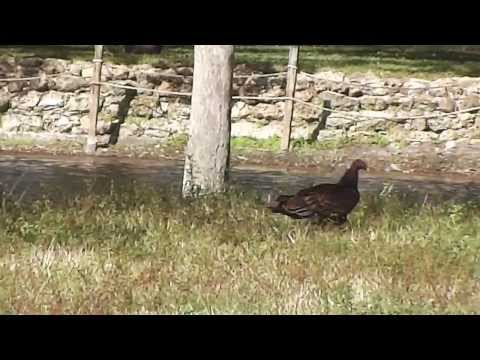 SWFL Eagles_Turkey Vultures Visit The Nest Tree Pasture 02-03-14