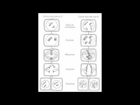 pourquoi la nidation échoue