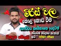 මිරිස් වල කොළ කොඩවීමට හරිවිදියට කෘමි�
