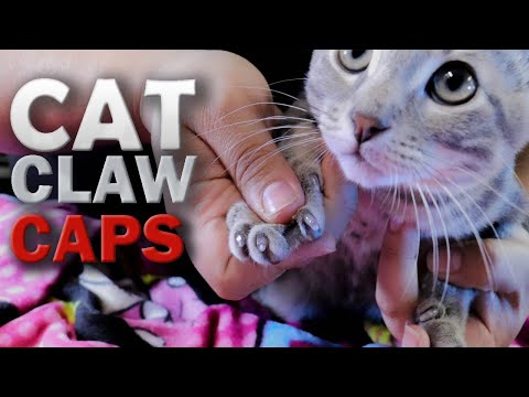 Cool Cat Nail Caps: How to!
