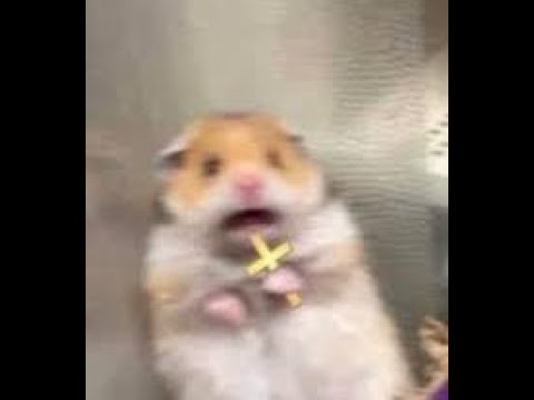 hamster scared original video