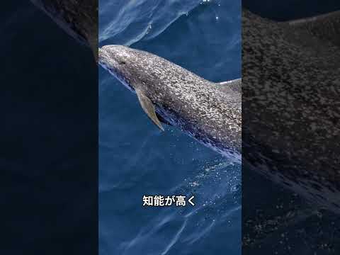 昼行性の習慣を持つ動物