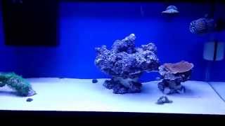 How to setup a 20 gallon nano reef tank, DAY 15, New corals, Refugium update