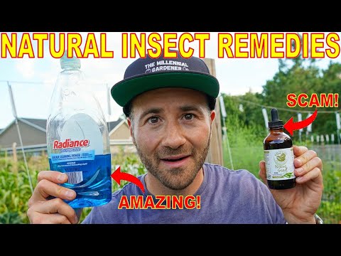 This Organic Pest Control Remedy Is A SCAM! 3 Natural Insecticides That WORK And One That DOESN'T!