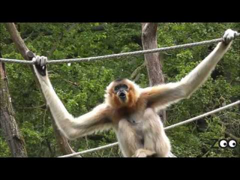 Pesem zlatoličnih gibonov ZOO Ljubljana