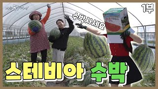[나는농부다 360회 1부] 수박밭 금수저! 은혜 씨의 꽈당 일기