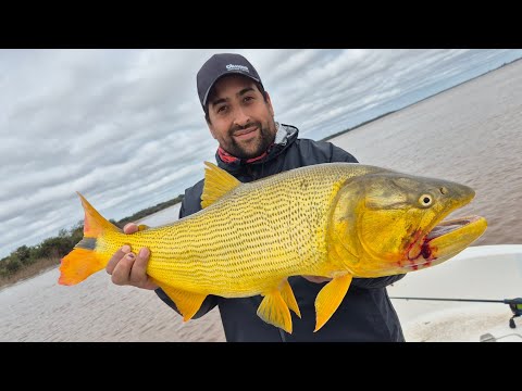 Dorados xxxl  2026 colon e.r #pesca #pescaria #pescasportiva  #bait #señuelo 