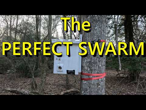 "Catching Swarms: The Ultimate Guide to Building and Setting Honeybee Swarm Traps"