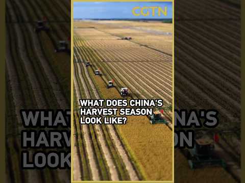 What does a golden harvest look like across China's vast farmland?
