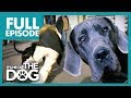The Great Dane Villian Dylan Full Episode It S Me Or The Dog
