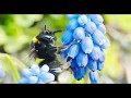 Bumblebes Foraging in Grape Hyacinth
