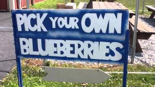 Blueberry Festival - Paulus Orchards